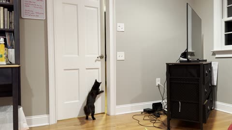 Clever Cat Makes A Big Jump to Open Door