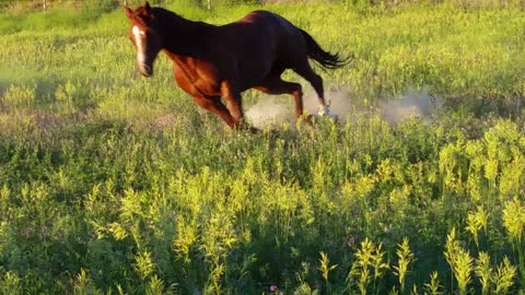 Beautiful Majestic Horses Running
