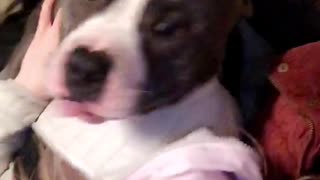 American bully attacking my girlfriend with kisses