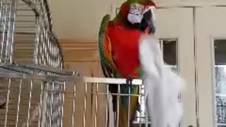 Hygienic Parrot Uses A Towel To Clean Its Beak