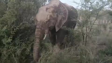wild Elephant so close to me