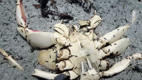 Sand Fleas eating a dead Crab, Bull beach Nova Scotia Canada 2016