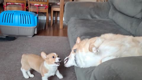 Corgis round 1