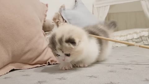 cutie little cat
