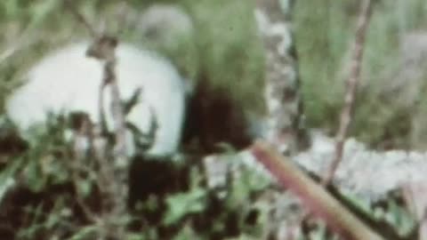 A clip from the summer I spent in East Africa in the early 1970s.