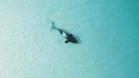 Whale dancing with baby dolphin