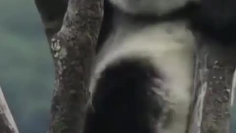 Giant panda