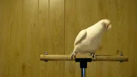 Parrot Can Dance