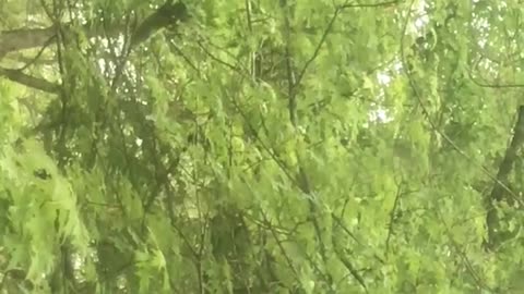 Squirrel snacking in a Maple Tree