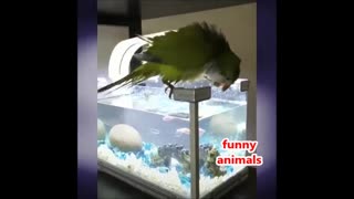 funny animals. papugai