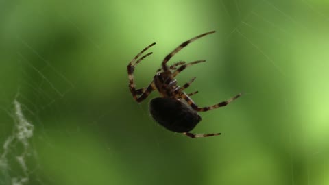 A spider weaves a web