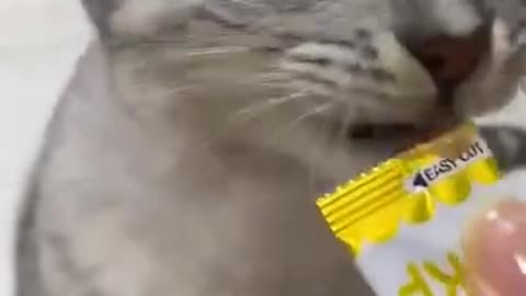 Cat Eating Snack