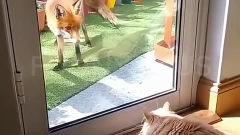 Funny Animal Compilation 😁😂😆 #funnyanimals #funnyvideos #funny #shorts #memes #comedy