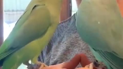 The parrot talks with his friend and squeezes her into her bed