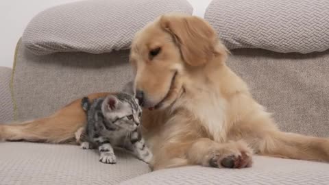 A timid kitten wants the attention of a golden retriever 23