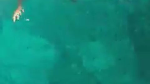 Snorkeling in a clear water with amazing fish