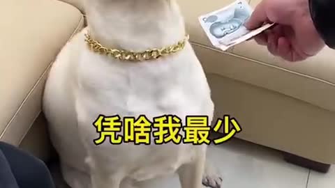 Who said Dogs doesn’t know money 💰🤣