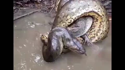 anaconda X alligator, natural flagrant!