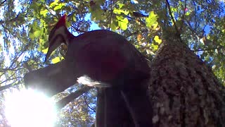 Loud woodpecker