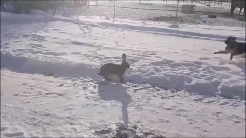 German shepherd vs big rabbit in Russia! Cute and funny!! :))