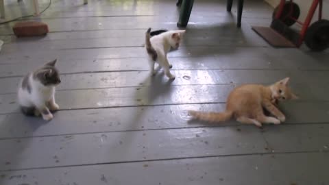 Gatito determinado a quitarle el juguete a su hermano mayor