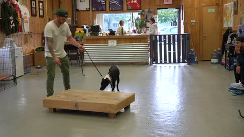 How to train your dog starting from the basic level.