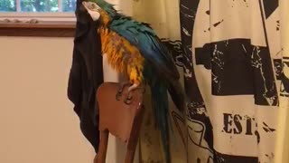 Owner takes shower, parrot plays with shower curtains