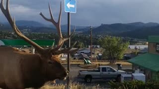 Huge Bull Elk Strolls Down the Street