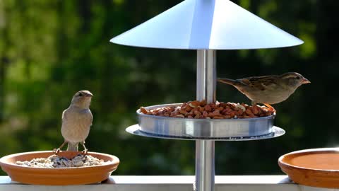 Cute birds feeding peacefully💗