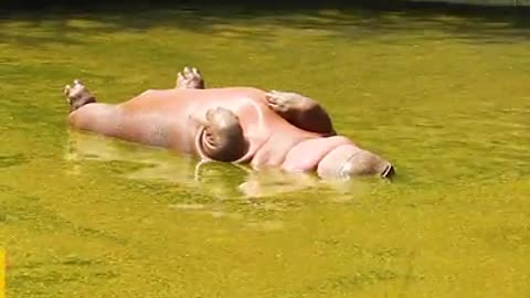 Hippo Chilling In The Mud