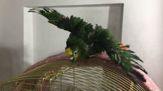 Parrot's Shower Time