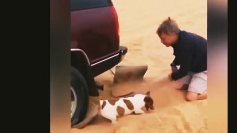 Cute dog helping owners