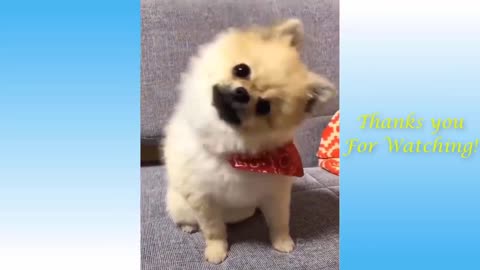 cute pet and animal compilation video
