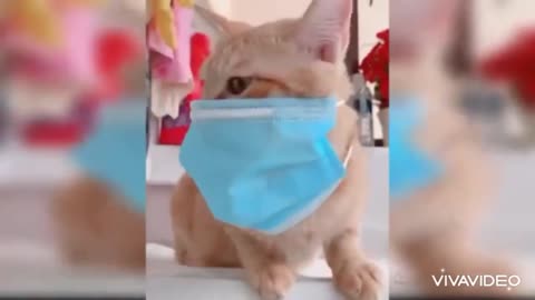 cat putting on a mask