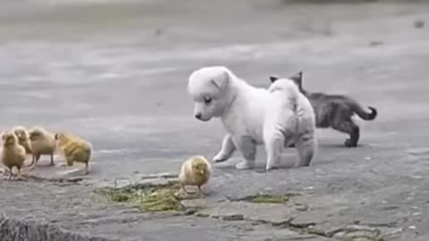 Full Video Cute Puppy Playing with Chickens 😍❤️ Video Got Viral || Full Video