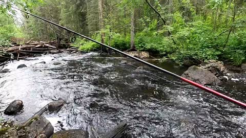 Fiskar bäcköring i hemlig å i Norrbotten