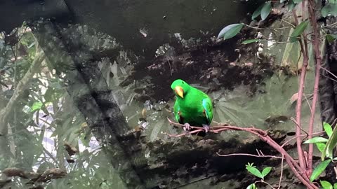 A very cool video of a beautiful green parrot in the tree