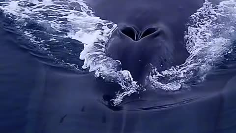 Blue Whale Recorded by Drone