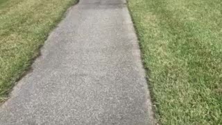 Alligator sunning in the walking path