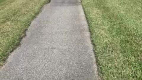 Alligator sunning in the walking path