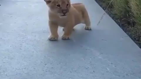 What a cute lion!