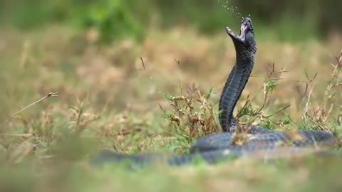 Eagle vs King Cobra| Eagle and King Cobra Attack| King Cobra Attacks| Eagle Attacks