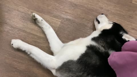 husky sleeps and dreams