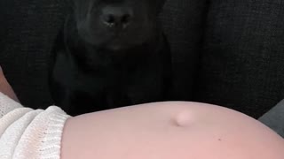 Eager dog can't wait for her new baby brother