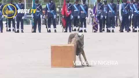 Military dogs on parade