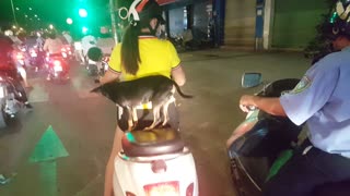 Precious Pup Takes a Night Time Motorcycle Ride