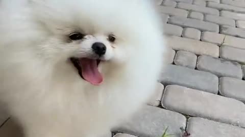 unny animal,cute dog,funny animals,funny animal videos,cute dogs,