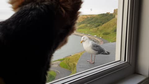 Yorkshire Terrier and Seagull