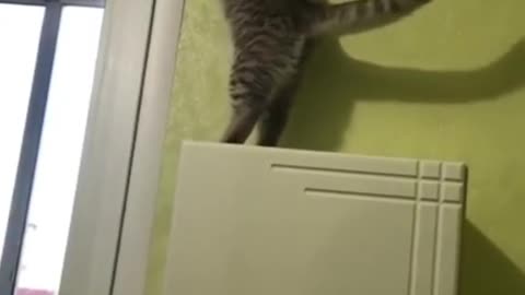 cat climber