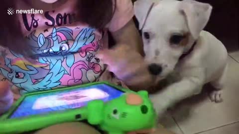 Adorable Puppy just wants to play Video Games
